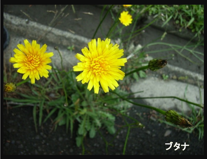 青葉山に育つ植物たち　　【共通】